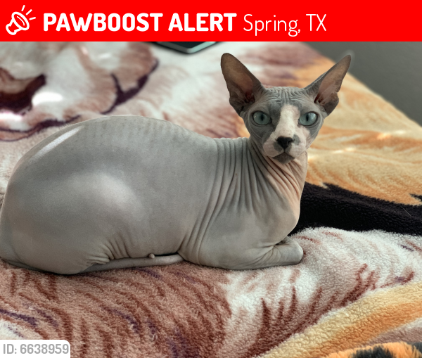 Lost Male Cat last seen Sherioaks Ln and Cabanna Rd. Near the baseball fields, Spring, TX 77389