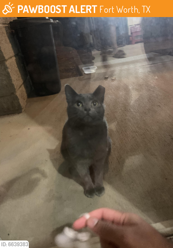 Found/Stray Unknown Cat last seen Near dulles drive fort worth tx 76155, Fort Worth, TX 76155