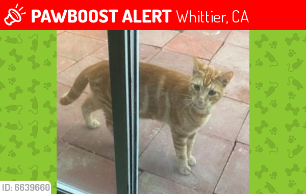 Lost Male Cat last seen Mulberry Dr & Gunn Ave, Whittier, CA 90605