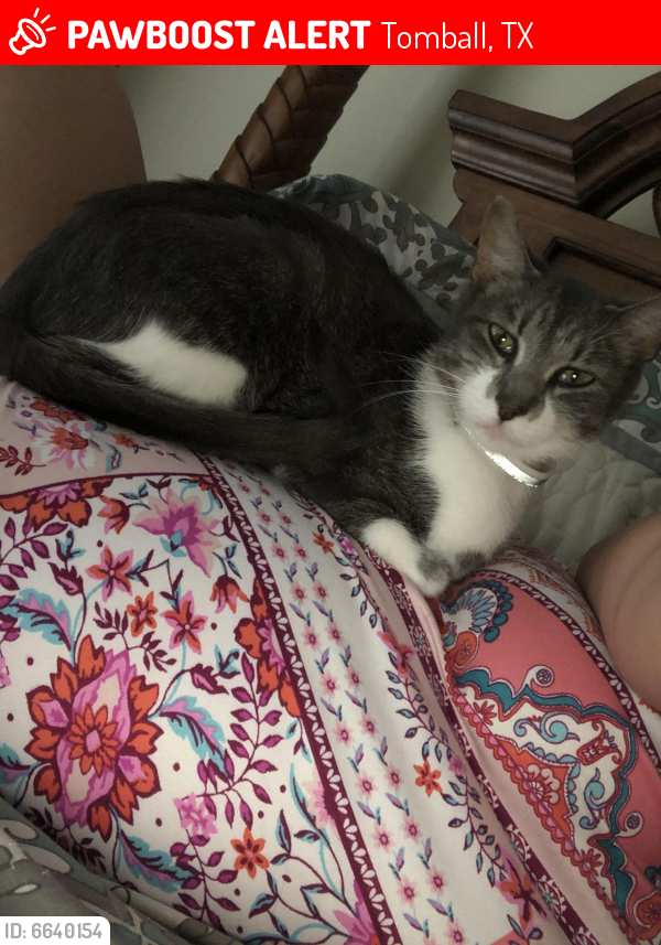 Lost Female Cat last seen Near Boudreaux canyon gate, Tomball, TX 77377