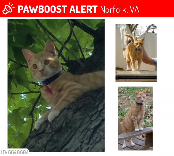 Lost Male Cat last seen Azalea Garden Rd & Norcova , Norfolk, VA 23513