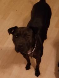 Lost Female Dog last seen Tenaya and Gowan, Las Vegas, NV 89129
