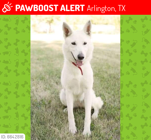 Lost Female Dog last seen Parkrow collins, Arlington, TX 76010