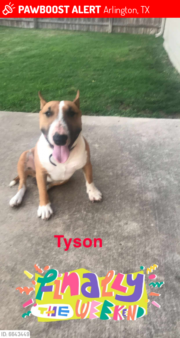 Lost Male Dog last seen Near trinity Bend Circle , Arlington, TX 76006