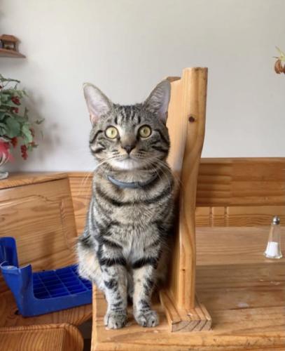 Lost Male Cat last seen Jefferson and Campion St , Brentwood, NY 11717