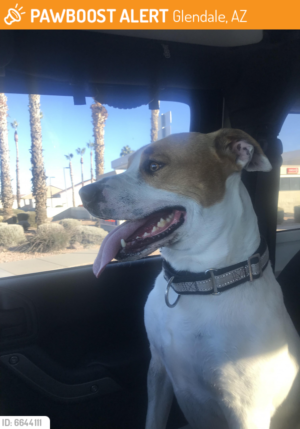 Rehomed Male Dog last seen 67th and Sweetwater, Glendale, AZ 85381