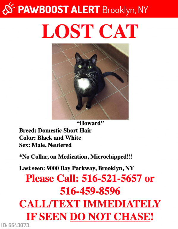 Deceased Male Cat last seen Cesaers Shopping Center, Brooklyn, NY 11214