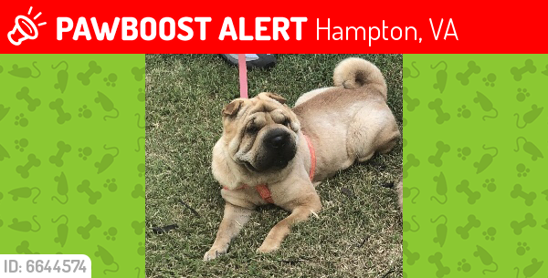 Lost Female Dog last seen N Armistead Ave and Findley St, Hampton, VA 23666