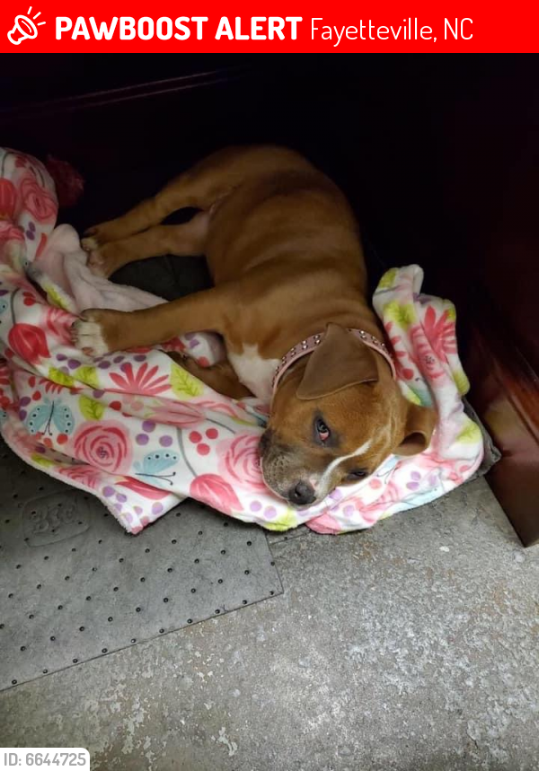 Lost Female Dog in Fayetteville, NC 28306 Named Shevy (ID 6644725