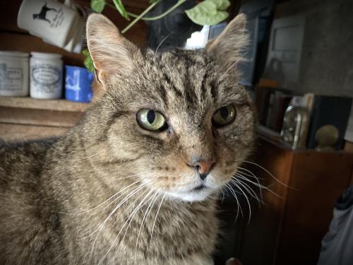 Lost Male Cat last seen Plumtree Rd, Springfield, MA 01118