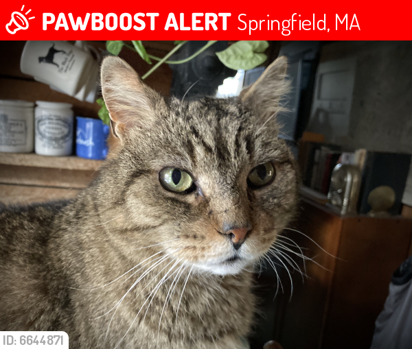 Lost Male Cat last seen Plumtree Rd, Springfield, MA 01118