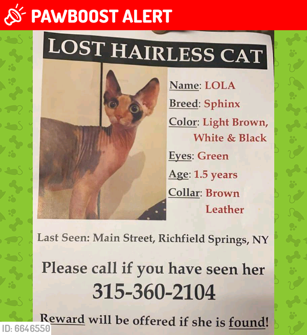 Lost Female Cat last seen Route 20, Richfield Springs, NY 13439