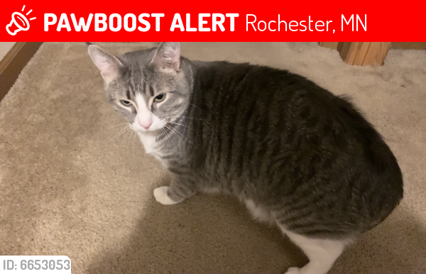 Lost Male Cat last seen 50th street nw Rochester, mn , Rochester, MN 55901