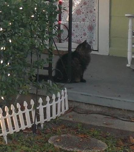 Lost Male Cat last seen Bonnie gail st and adrian ave, Largo, FL 33774