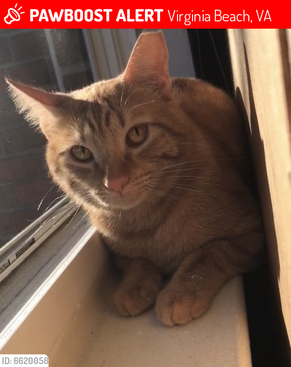 Lost Male Cat last seen  Maxey drive located in East-wind townhouses and apartments in between Laskin road and  Virginia Beach boulevard., Virginia Beach, VA 23454