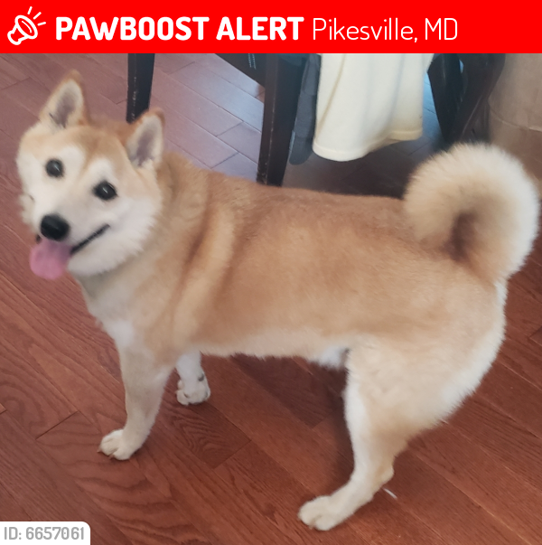 Lost Female Dog last seen Scotts Hill and Flagtree Roads, Pikesville, MD 21208