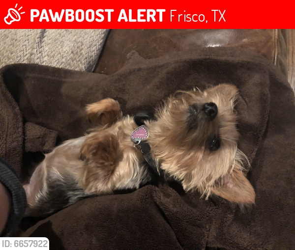Lost Unknown Dog last seen Eldorado and DNT, Frisco, TX 75033