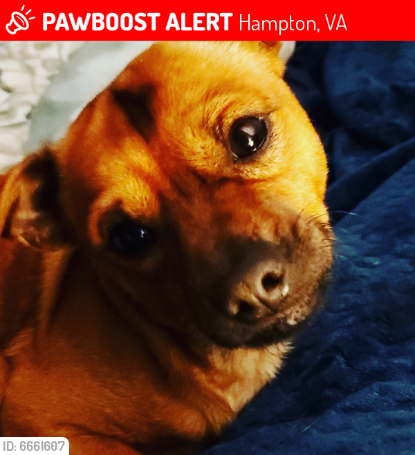 Lost Male Dog last seen Lasalle ave and West Pembroke , Hampton, VA 23669