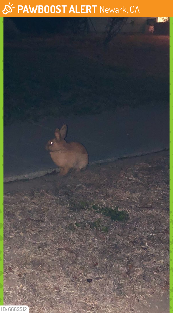 Found/Stray Unknown Rabbit last seen Cherry st, California st, Thomas St, Baine Ave, Newark, CA 94560