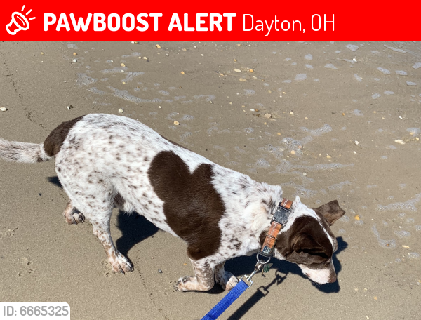 Lost Unknown Dog last seen Meadow woods ln, Nutt Rd, Dayton, OH 45458