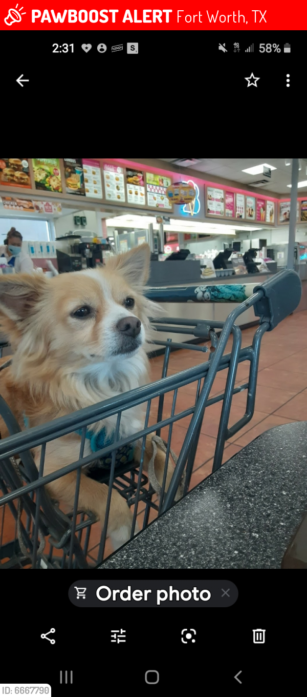 Lost Male Dog in Fort Worth, TX 76108 Named Pj (ID 6667790) PawBoost