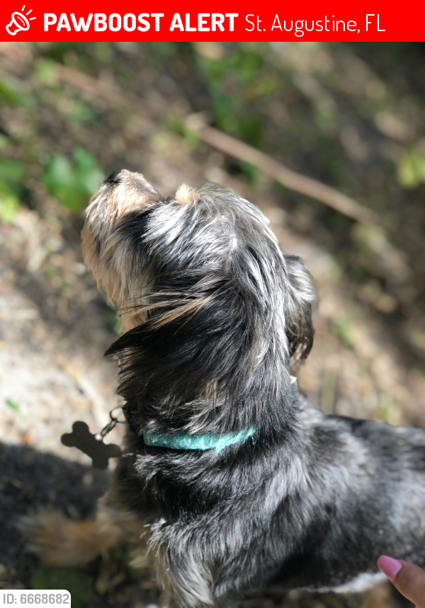 Lost Male Dog in St. Augustine, FL 32084 Named Baby Boy (ID 6668682