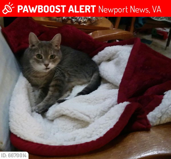 Lost Female Cat last seen Peachorchard , Newport News, VA 23602