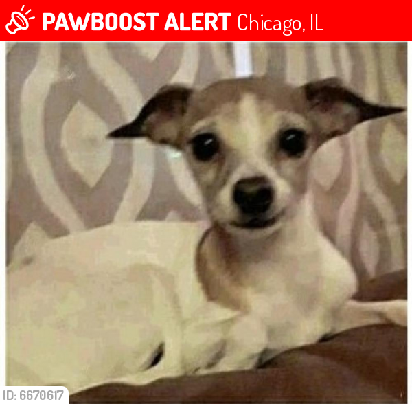 Lost Female Dog last seen 65thSt and Sayre, Chicago, IL 60638