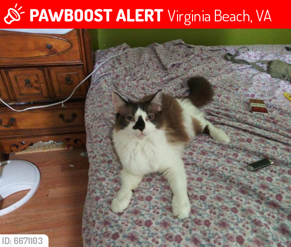 Lost Male Cat last seen Near Indiana ave , Virginia Beach, VA 23454