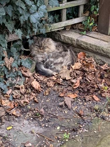Lost Male Cat last seen Charlecote Drive, Nottingham, England NG8 2SD