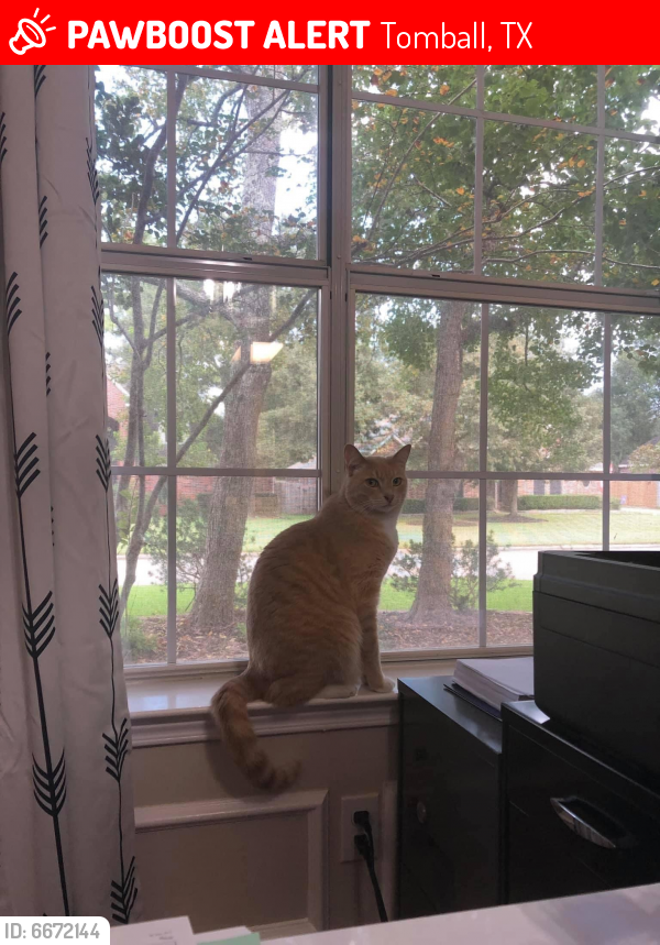 Lost Male Cat last seen Wimbledon Country, Tomball, TX 77375