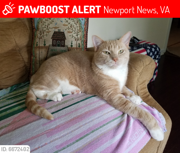 Lost Male Cat last seen Edsyl Street near Nicewood Park, Newport News, VA 23602