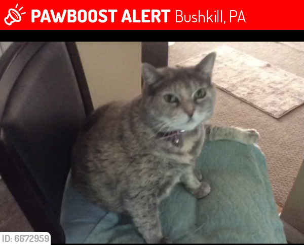 Lost Female Cat last seen Carnforth, Bushkill, PA 18324