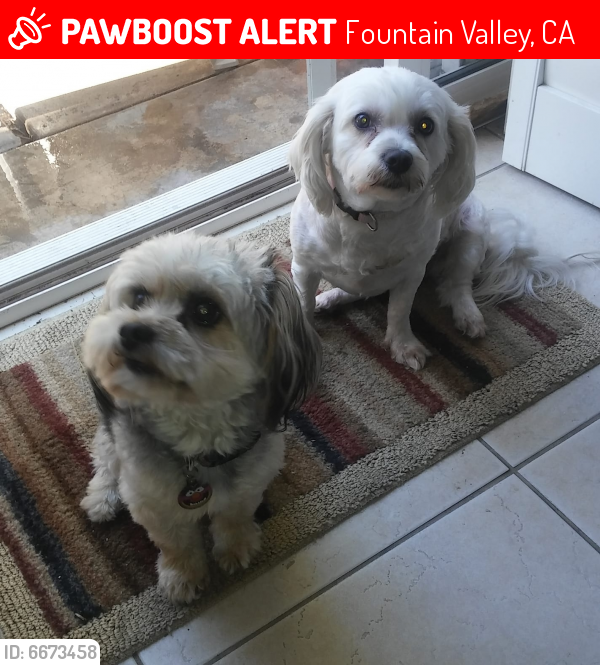 Lost Male Dog in Fountain Valley, CA 92708 Named Bella And Jack (ID