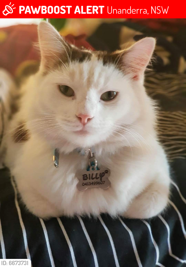 Lost Male Cat last seen Albert and Fraser st, Unanderra, NSW 2526