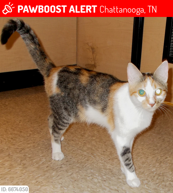 Lost Female Cat last seen Whispering Oak Ln, Oak View Dr, Tall Oak Ln, Chattanooga, TN 37421
