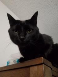 Lost Male Cat last seen Rock Road and Pawnee, Wichita, KS 67207