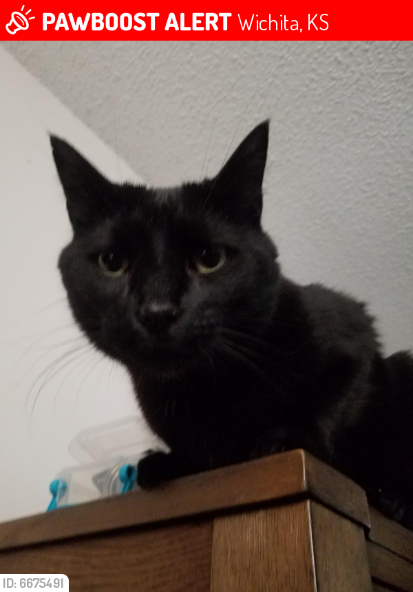 Lost Male Cat last seen Rock Road and Pawnee, Wichita, KS 67207