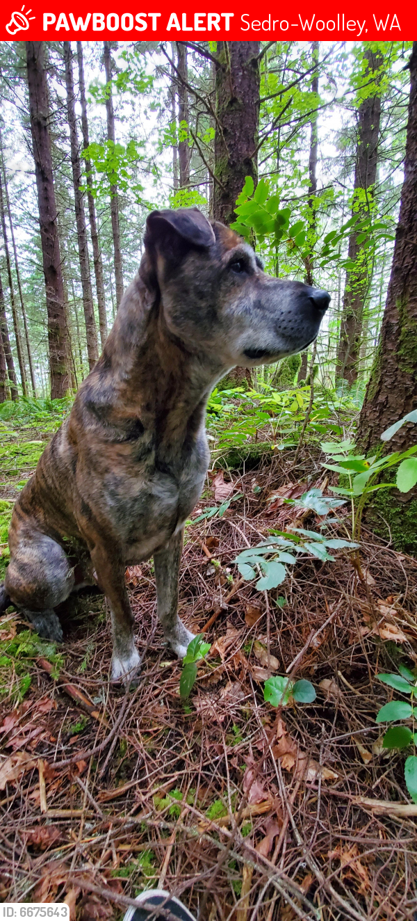 Lost Male Dog in SedroWoolley, WA 98284 Named Yoda (ID 6675643