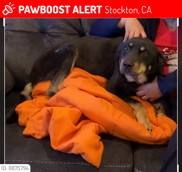 Lost Female Dog last seen Hayden Brook Drive Stockton Ca 95212, Stockton, CA 95212