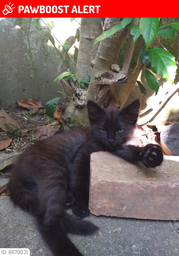 Lost Male Cat last seen Vila Mapa, Lomba do Pinheiro, RS 91550-460