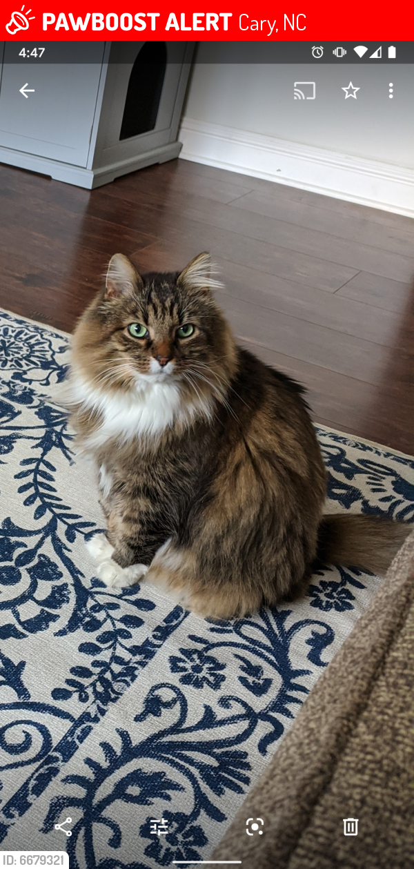 Lost Male Cat last seen Evans Rd and Silvergrove Drive in Cary NC, Cary, NC 27513