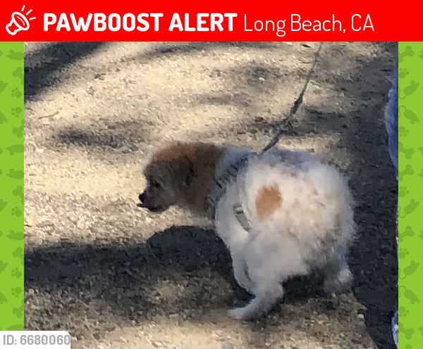 Lost Male Dog in Long Beach, CA 90805 Named Mimi (ID: 6680060) | PawBoost