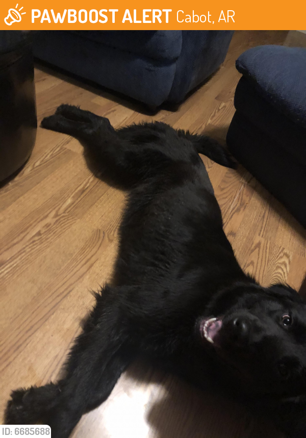 Found/Stray Female Dog last seen Purple onion, Cabot, AR 72023