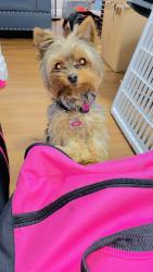 Lost Female Dog last seen Near vanier dr , Kitchener, ON N2C 2P6