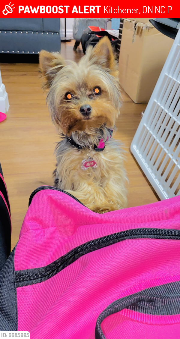 Lost Female Dog last seen Near vanier dr , Kitchener, ON N2C 2P6