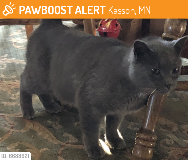 Found/Stray Male Cat last seen 270th Ave and 682nd St; Rural Kasson, Dodge County MN, Kasson, MN 55944
