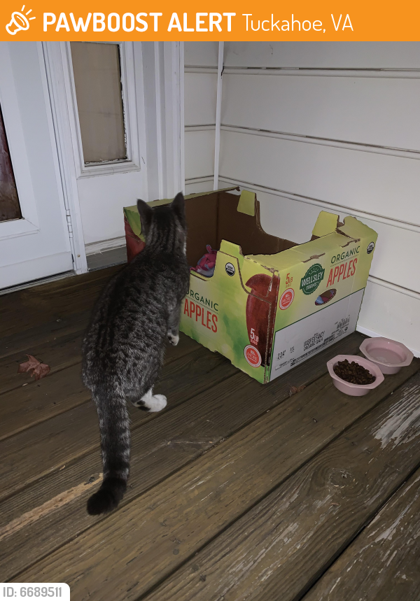 Found/Stray Male Cat in Tuckahoe, VA 23233 (ID 6689511) PawBoost