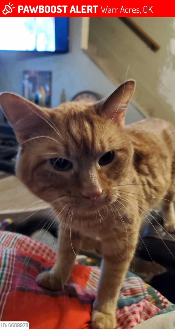 Deceased Male Cat last seen 63rd and MacArthur , Warr Acres, OK 73132
