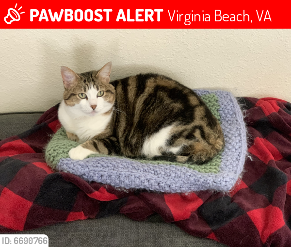 Deceased Female Cat last seen Wadesworth Shores Neighborhood , Virginia Beach, VA 23451